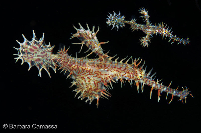 9th DRM online 15/16 UW photography contest