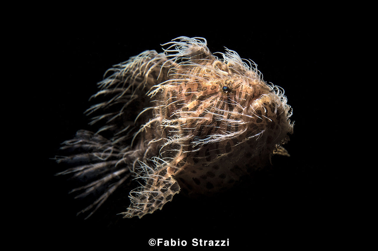 RESULTS of the 10th DRM OnLine!