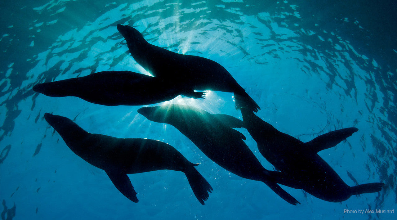 Retra is 5 Years old!