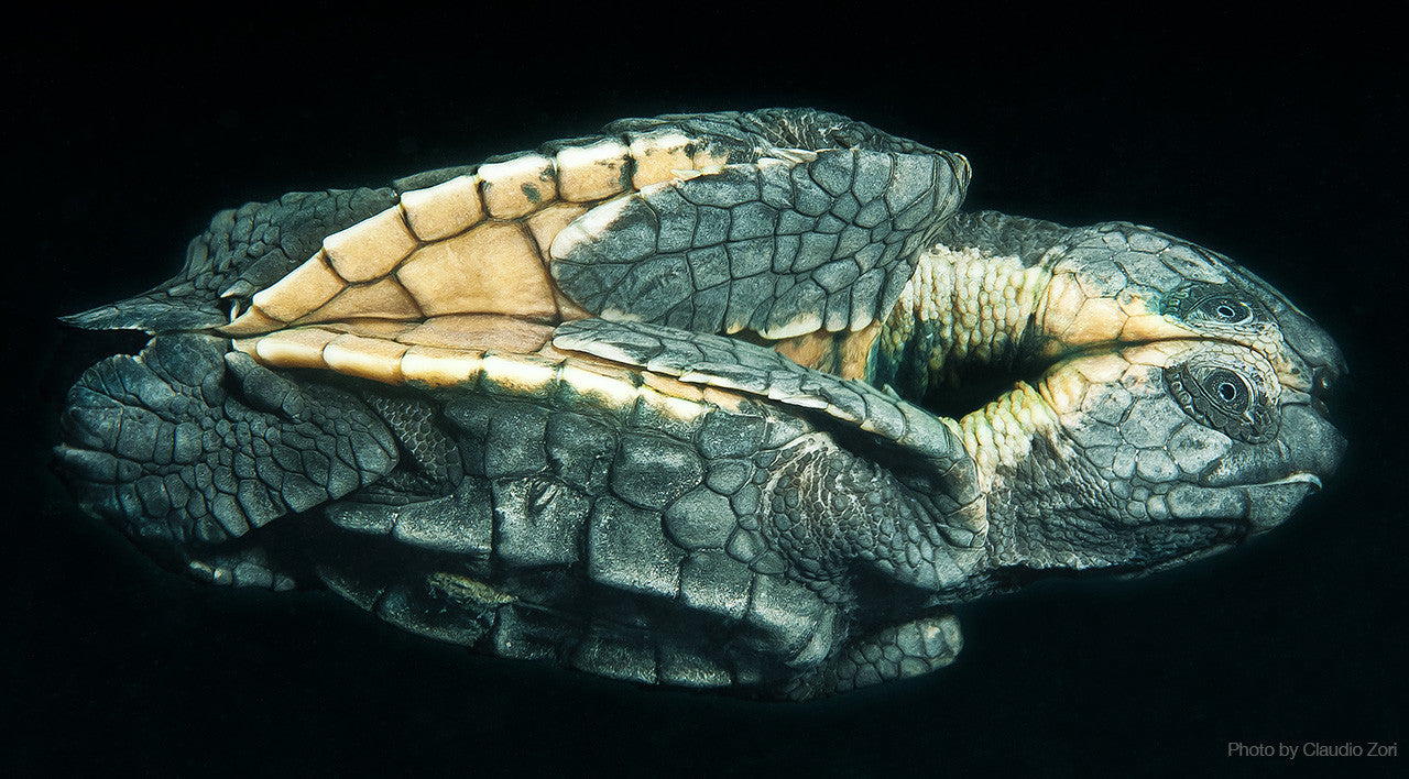 RESULTS of the 9th DRM OnLine!