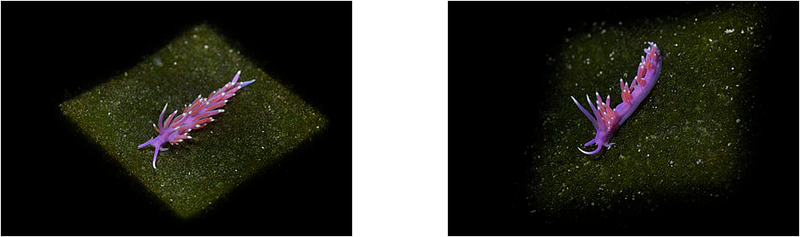 ETE_9576_pop_1000_1024x1024